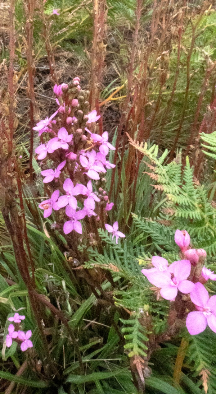 xP1040759 - Copy - Copy