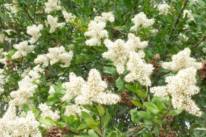 xP1040765 - Copy (2) - Copy